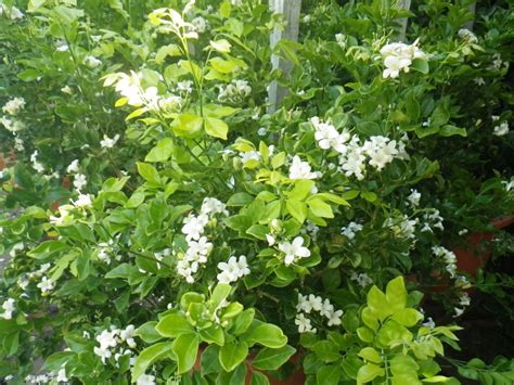 Murraya Paniculata - Landsdale Plants