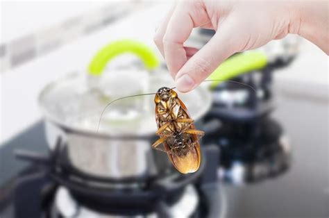 10 Effective Home Remedies for Cockroach Treatment