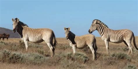 SA's Resurrected Quagga Now In Its Third Generation | HuffPost South Africa