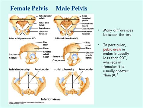 Male And Female Pelvis Comparison