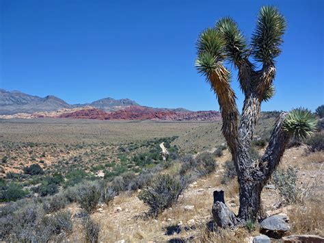 Joshua tree: Red Rock Canyon National Conservation Area, Nevada