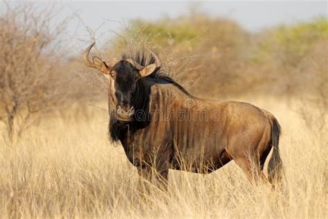 Blue Wildebeest in Natural Habitat Stock Image - Image of wildlife ...