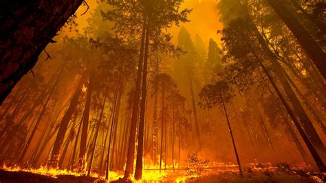 Bosbranden VS: deel natuurpark Yosemite afgesloten | RTL Nieuws