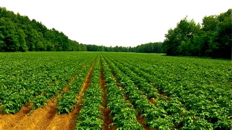 Potato Farm in Dhanaulti