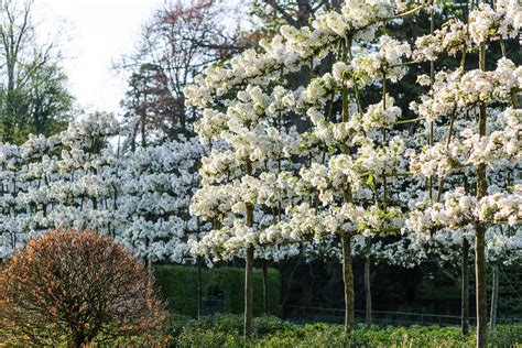 Trees for small gardens - Gardens Illustrated