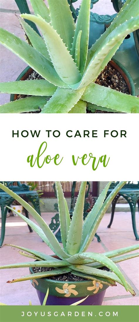 Aloe Vera Care Made Easy: Simple Steps for Success | Aloe vera plant ...