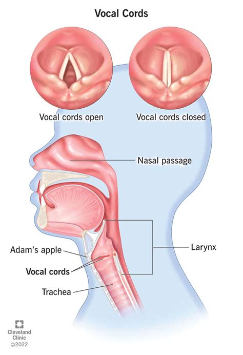 What Are Your Vocal Cords?