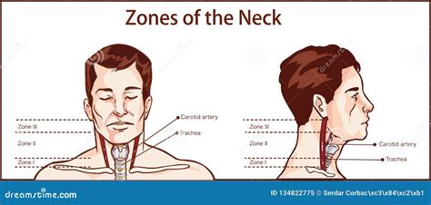 Zones Of The Neck