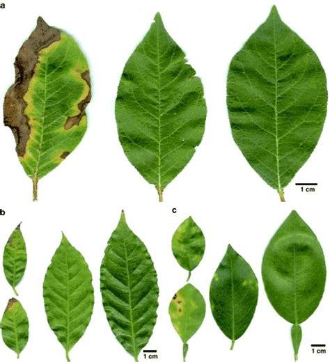 Range of symptoms caused by Xylella fastidiosa in sample leaves (left ...