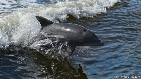 Everglades National Park | WILDLIFE VIEWING | Bringing you America, one ...