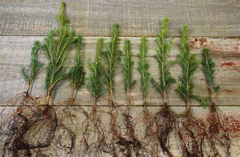 Buy Tree Seedlings in Bulk - Arbor Day Foundation