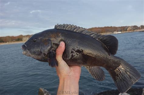 Connecticut Fly Angler: Species Profile: Tautog