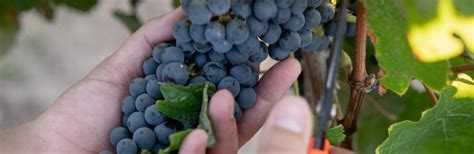 Tannat - Red Wine Grape Variety | Wine-Searcher