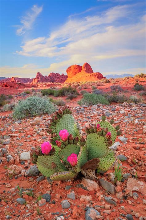 Desert Cactus Flower