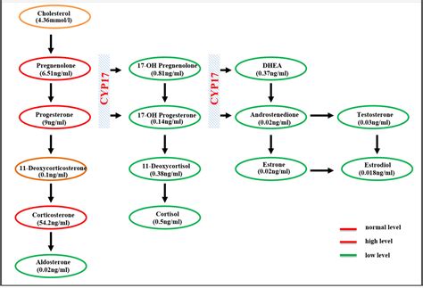 Frontiers | An Asian case of combined 17α-hydroxylase/17,20-lyase ...