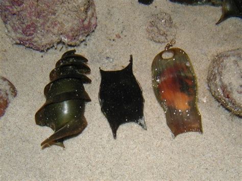 Baby sharks and shark eggs - Ultimate Animals