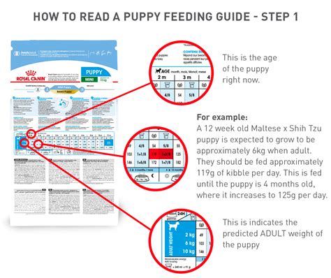 Puppy Feeding Guide By Age Downloadable And Printable ...