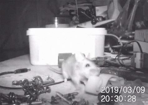 Mouse Is Caught On Camera Cleaning Up A Man’s Shed At Night