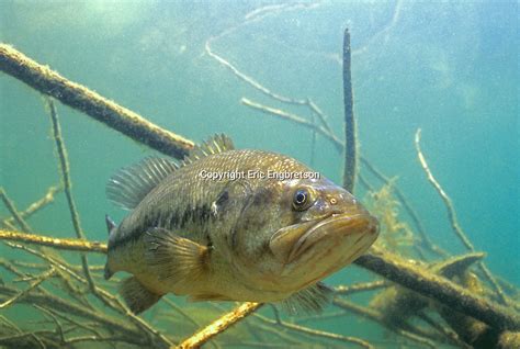 Largemouth Bass | Engbretson Underwater Photography