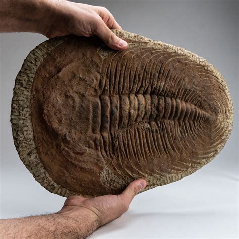 Large // Trilobite Fossil - Astro Gallery - Touch of Modern