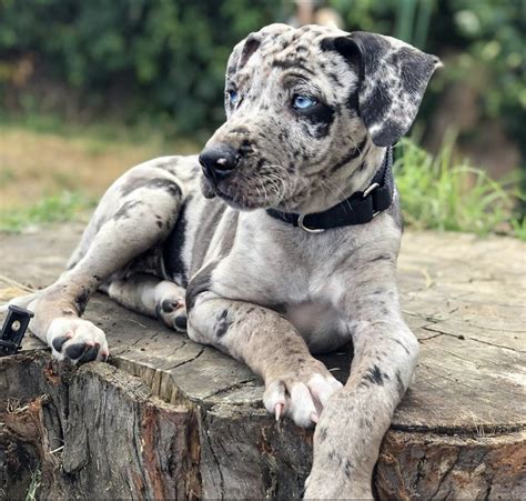 Catahoula Leopard Dog Breed: The Ultimate Guide | DogPack