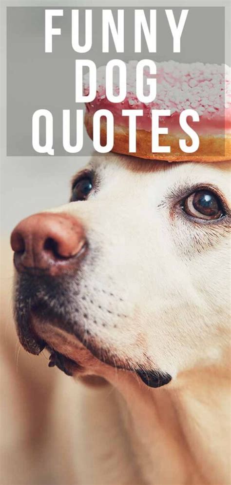 Funny Dog Quotes From the Quirky to the Hilarious