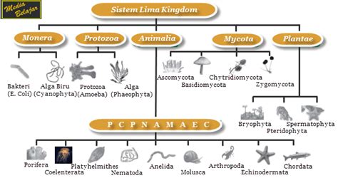 Klasifikasi Makhluk Hidup 5 Kingdom Peta Konsep Classification Of 5 ...