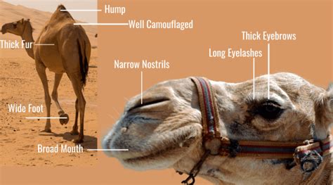 Animal Adaptations Complete Guide: Types of Animal Adaptation with Examples