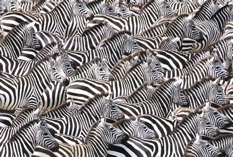 Zebra Herd - Art Wolfe Store