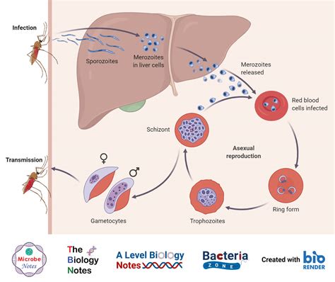 Plasmodium vivax- Life Cycle in Man and in Mosquito