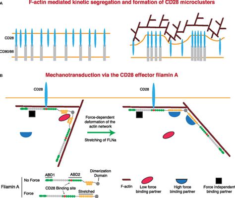 Regulation of CD28 signaling by applied forces. (A) CD28 clustering at ...