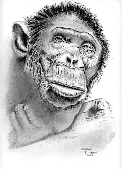 Realistic Monkey Face Drawing