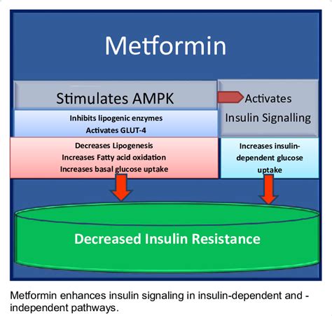 Mechanism of action of metformin. | Download Scientific Diagram