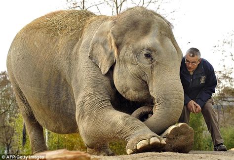 Nelly-natal exercise: Pregnant elephant Panang practices stretching ...