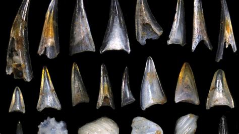 Tiny teeth tell the story of two fish species’ rapid evolution ...