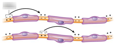 saltatory conduction diagram Diagram | Quizlet