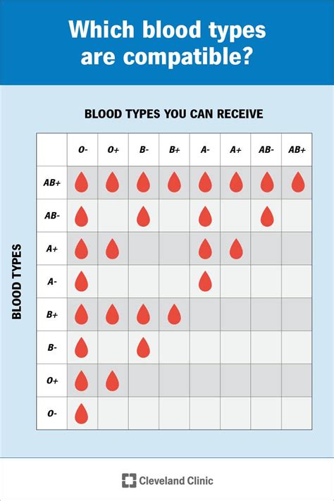 Blood Types: What They Are and Mean for Your Health