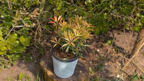 Choosing Pieris For Containers: Important Considerations To Keep Your ...