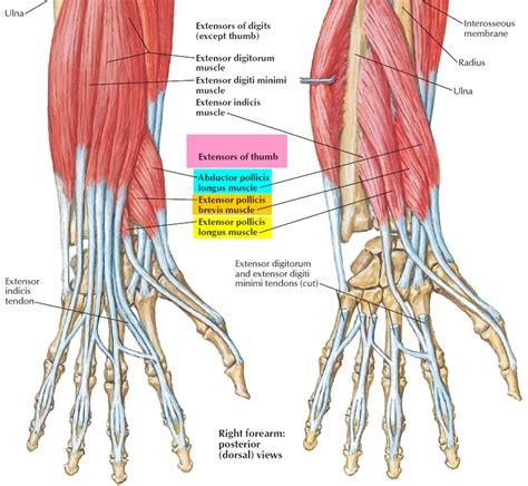 De Quervain’s Tenosynovitis - Causes, Symptoms, Test, Exercise, Surgery