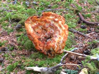 Lobster Mushroom | Pacific Northwest Wild Mushrooms