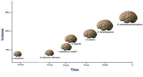 A crude plot of average hominid brain sizes over time. Although after ...