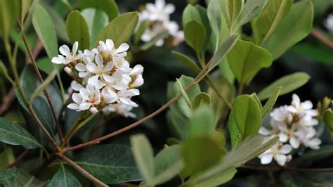 Indian Hawthorn Varieties - TypesOfPlants.net