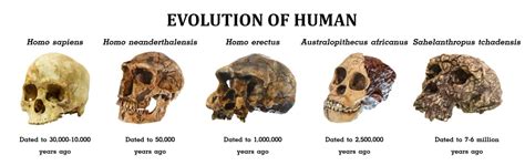 The 10 Oldest Human Fossils Ever Found - A-Z Animals