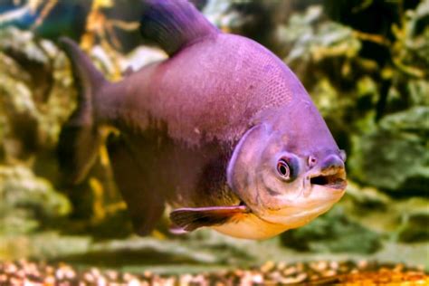 17 Pacu Fish Facts - Fact Animal