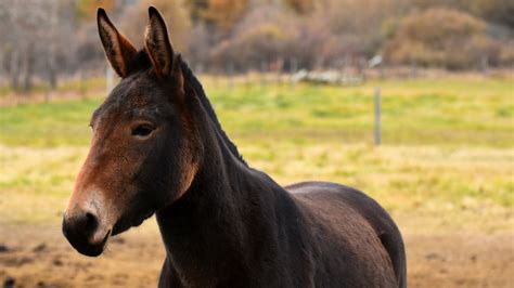 Horse-Donkey Breeding: Understanding And Producing Mules