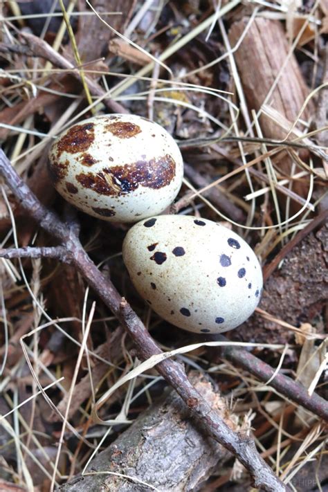 How To Hatch Quail Eggs | The Homesteading Hippy