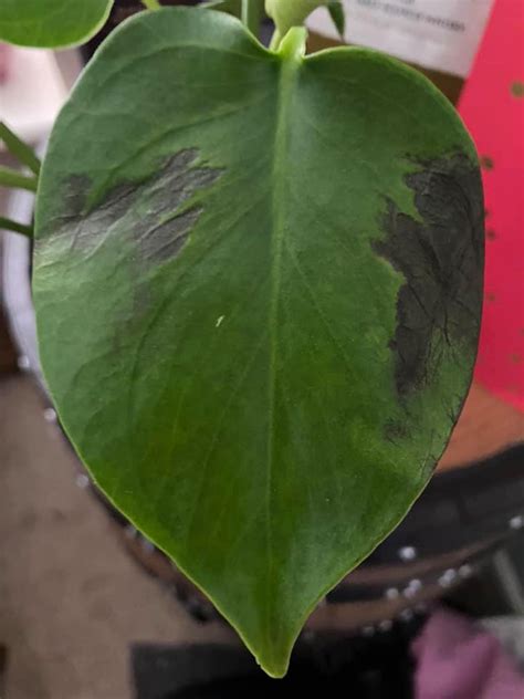 Monstera Leaves Turning Black