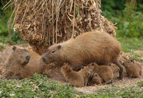 Capybara births after breeding programme at Port Lympne wildlife park