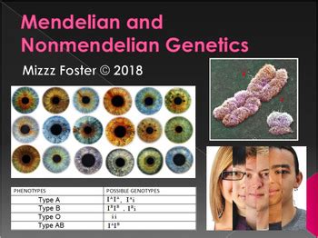 Genetics: Punnett Squares, Mendel, Non-Mendelian Power Point by Mizzz ...