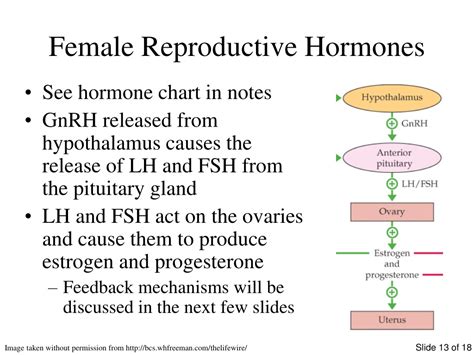 PPT - Human Reproductive System PowerPoint Presentation, free download ...